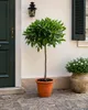 Laurus Nobilis – vavřín, keřík 100–120 cm, pravý vavřín, Náhled obrázku produktu 1