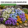 Steingarten-Stauden Winterharte Mischung Samen - Produktbild-Vorschau 5