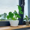 A potted plant sits on a windowsill with a view of trees and sky outside. Náhled obrázku produktu