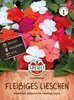 SPERLI Fleißiges Lieschen Samen Leuchtfeuer Impatiens Produktbild-Vorschau 1