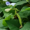 Flügelbohne (Psophocarpus tetragonolobus) - 10 semi Anteprima dell’immagine prodotto 1