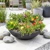 12x - Delosperma mix - Ø7cm - ↕10-12cm Voir les images du produit 6