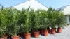 2 Stück Palme XXL 180 cm Phoenix canariensis, kanarische Produktbild-Vorschau 5
