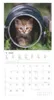 Alpha Edition - Samtpfötchen Kalender 2026 - Wandkalender & Produktbild-Vorschau 12
