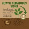 SF Nematoden 10 Mio gegen Trauermücken Thripse Wollläuse Produktbild-Vorschau 6