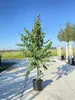 Cercidiphyllum japonicum - Katsurabaum 50- 60 cm Container Produktbild-Vorschau 3