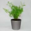 Keramik Blumentopf Maui anthrazit 13/12 Ø 15,5 cm H 13,5 cm Produktbild-Vorschau 2