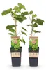 Vitis vinifera „Himrod“ – bílé bezsemenné hrozny – 15cm Náhled obrázku produktu 3