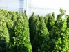 2 Stück Ilex crenata Caroline Upright Pyramide 130 - 150 cm Produktbild-Vorschau 2