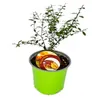 Citron caviar - Citron caviar - Microcitrus australasica - Voir les images du produit 3
