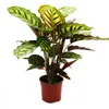 Schattenpflanze mit ausgefallenem Blattmuster - Calathea Produktbild-Vorschau 1