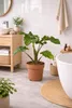 Alocasia Low Rider 60-80 cm – egzotyczna roślina Podgląd zdjęcia produktu 2