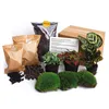 Urbanjngl Flaschengarten Calathea Makoyana Terrarium pakket Produktbild-Vorschau 1
