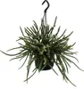 Urban Jungle Elegance Moderno cactus da appendere con Anteprima dell’immagine prodotto 2