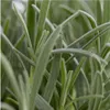 Lavandula FloraSelf Lavandula angustifolia 5-20 cm Anteprima dell’immagine prodotto 3