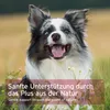A dog in a field with text overlays. Produktbild-Vorschau