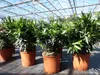 Oleander  80 - 100 cm Busch Nerium Krone Ø60 cm Produktbild-Vorschau 1