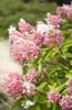 Hydrangea paniculata 'Pinky Winky', Rispenhortensie, Produktbild-Vorschau 1