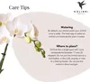 Kolibri Orchids - biala orchidea Phalaenopsis - Amabilis + Podgląd zdjęcia produktu 4