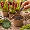Pflanzensamen, Sarracenia-Trompetenblatt Produktbild-Vorschau 4