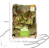 Artikelbild 5 von 'Winterkopfsalat Baquieu' aus der Kategorie Kopfsalatsamen Produktbild-Vorschau