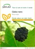 SAFLAX  - Gelso nero  - 200 semi - Morus Anteprima dell’immagine prodotto 1