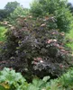 Sambucus nigra, Schwarzer Holunder, 40–60 cm Produktbild-Vorschau 7