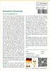SAFLAX Anzucht Set - Bengalische Würgefeige - Ficus Produktbild-Vorschau 3