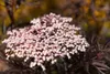 Sambucus nigra 'Black Lace', Schwarzer Holunder, dunkelrot, Produktbild-Vorschau 4