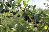 Prunus 'Athos'® Jedinečný čerešňový ker, 3 l kvetináč Náhľad obrázku produktu 4