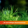 Greenyp  Rasendünger I 20,2kg für 500m² I Pflanzlich Produktbild-Vorschau 6