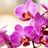 Kolibri Orchids Orchidée Phalaenopsis violette/rose, pot Voir les images du produit 12