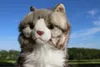 A stuffed cat is shown outdoors with a blue sky and trees in the background. Anteprima dell’immagine prodotto