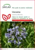 SAFLAX  - Verveine - 250 graines - Verbena Voir les images du produit 1