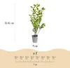 Green boutiQ - 40x Ligustrum ovalifolium - Gewöhnlicher Produktbild-Vorschau 3