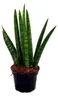 Sansevieria cylindrica – elegantní sada 3 kusů v květináči Náhled obrázku produktu 3