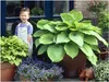 Stauden Gänge 3 x Hosta x cultorum 'Sum and Substance' im 1 Produktbild-Vorschau 1