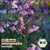 Samenliebe  Akelei Samen | Gartenakelei - Bunte Blüten - Produktbild-Vorschau 4