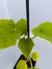 Lot de 2 plants de Paulownia tomentosa (Paulownia), hauteur Voir les images du produit 3
