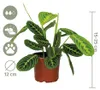 Maranta Lemon Lime, pianta ornamentale, pianta da interno, Anteprima dell’immagine prodotto 7