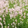 6 ks levandule – Lavandula angustifolia 'Rosea' | Kvetináč Náhľad obrázku produktu 2