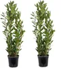 Bloomique - Zestaw 2 sztuk - Laurus Nobilis - Wawrzyn Podgląd zdjęcia produktu 1