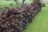 Blutbuche Purpurea 60-100 cm, im Topf - Fagus sylvatica Produktbild-Vorschau 4