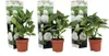 Three potted hydrangea plants are displayed against a white background, each with a decorative sleeve featuring images of white hydrangeas. Produktbild-Vorschau