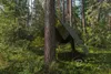 Abdeckplane Camouflage Plane 3x3m 90g/m^2 Bushcraft Produktbild-Vorschau 5