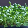 Buzzy Microgreens Japanischer Tatsoi Samen - Ca. 1 gr | Produktbild-Vorschau 5