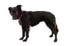 Ruffwear Hi & Light™ harnais pour chien Voir les images du produit 8