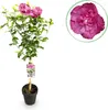 Green boutiQ - Arbre à tige - Hibiscus syriacus Magenta Voir les images du produit 1