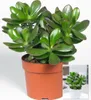 BALDUR Garten 1x Geldbaum Crassula, Pflanze im 12 cm-Topf, Produktbild-Vorschau 3