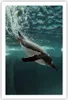 Poster - Poster ohne Rahmen - Tauchen Pinguin Gletscher - Produktbild-Vorschau 1